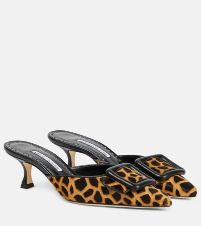 Manolo Blahnik Maysalebi 50 Calf Hair Mules In Brown