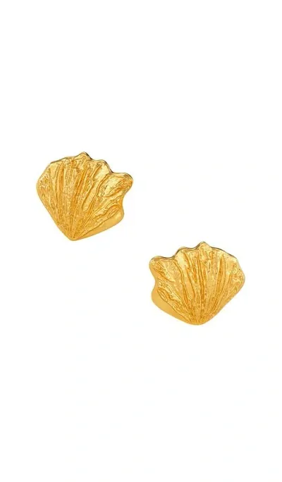 Aureum Oyster Earrings In Gold