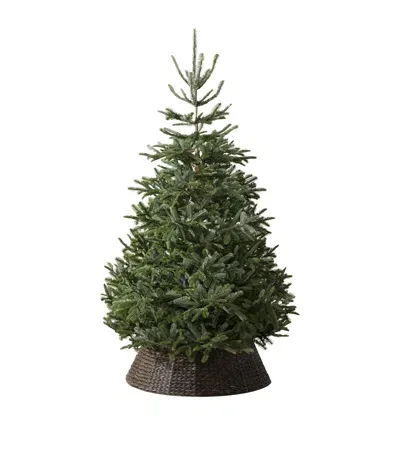 Balsam Hill Nordmann Fir Unlit Christmas Tree In Green