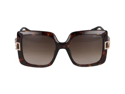 Blumarine Sunglasses In Havana Classic Glossy