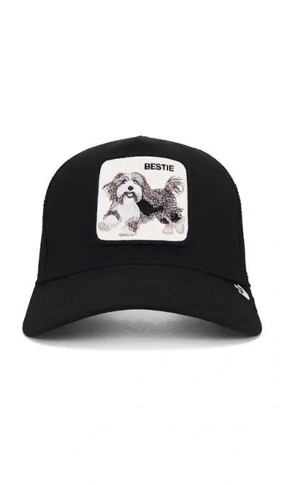 Goorin Brothers The Bestie Dog Hat In 黑色