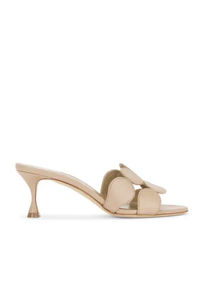 Manolo Blahnik Haribalmu 50 Nappa Mule In Dark Cream