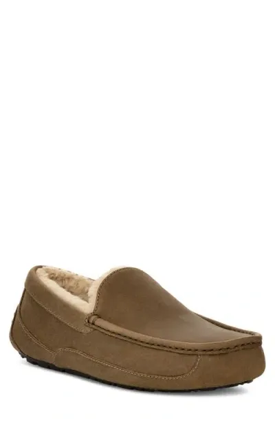 Ugg(r) Ascot Slipper In Antilope