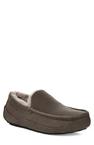 Ugg(r) Ascot Slipper In Thunder Cloud